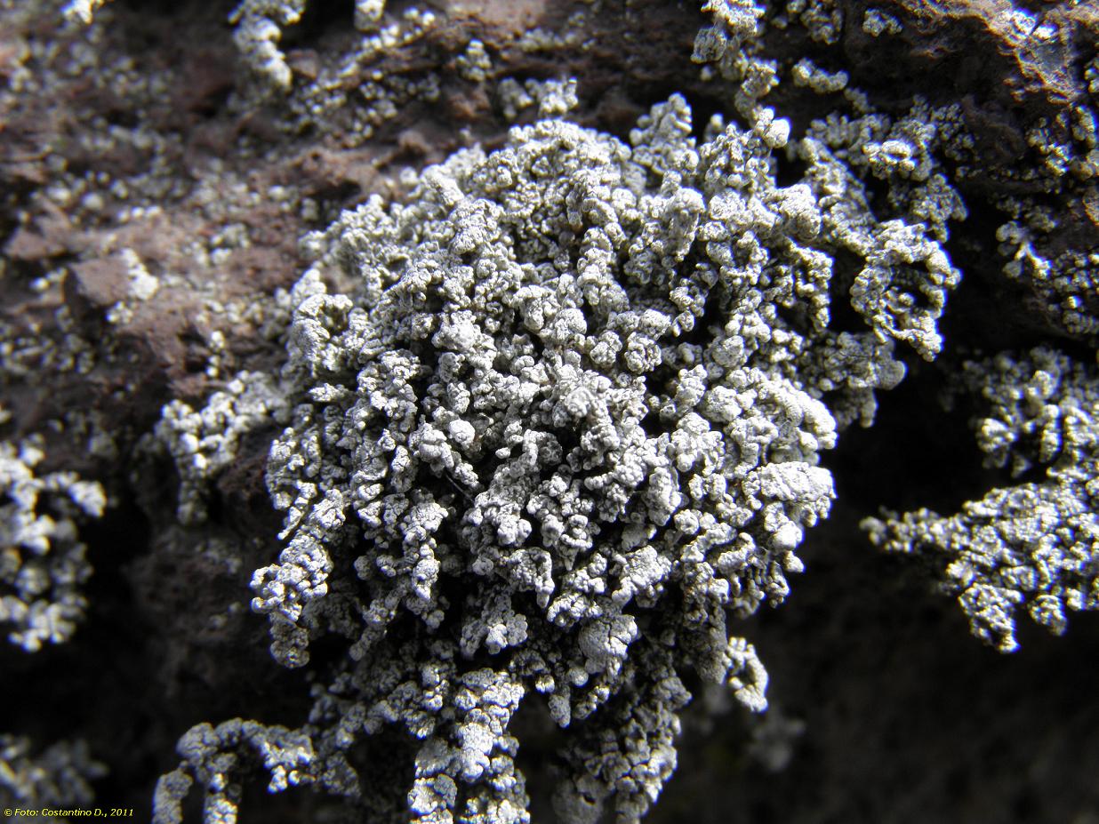 Lichene del Vesuvio